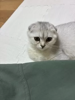M.T 様のお迎えした子猫