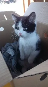 みき 様のお迎えした子猫