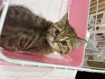 ゆか 様のお迎えした子猫