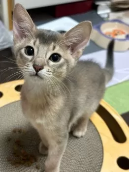 まぐチャ 様のお迎えした子猫