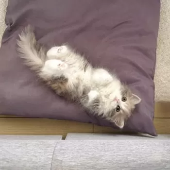A.M 様のお迎えした子猫