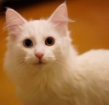 げんげん 様のお迎えした子猫