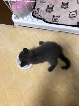 はま子 様のお迎えした子猫