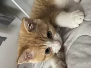 Y.N 様のお迎えした子猫