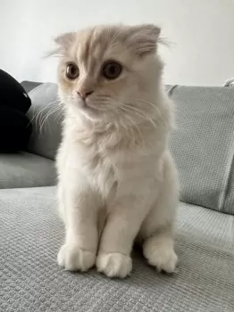 じゃむ 様のお迎えした子猫