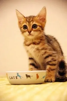 うららママ 様のお迎えした子猫