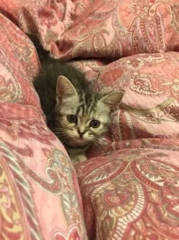 猫のムーシャ 様のお迎えした子猫
