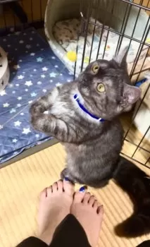 N.Ｉ 様のお迎えした子猫