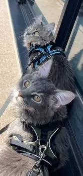 HE.S 様のお迎えした子猫