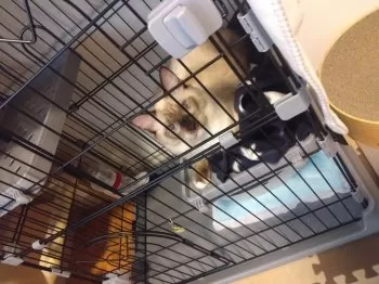 M.N 様のお迎えした子猫