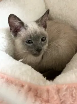 KEIKO 様のお迎えした子猫