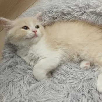 A.Ｉ 様のお迎えした子猫