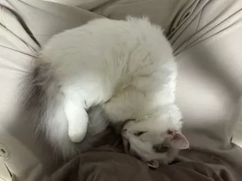 つきみるくパパママ 様のお迎えした子猫