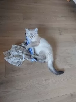 T.O 様のお迎えした子猫