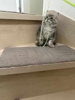 MMMM 様のお迎えした子猫