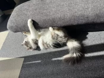 E.Y 様のお迎えした子猫