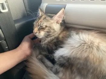 M.S 様のお迎えした子猫