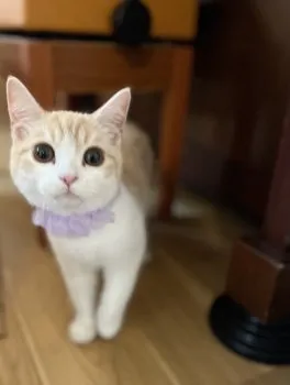 M.K 様のお迎えした子猫