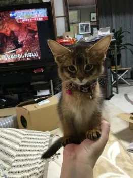 むーちょ 様のお迎えした子猫