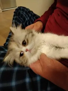 えちゅ 様のお迎えした子猫