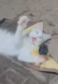 るるるん 様のお迎えした子猫