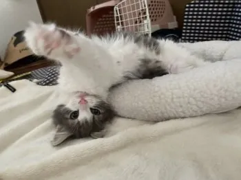 M.H 様のお迎えした子猫