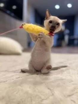 M.N 様のお迎えした子猫