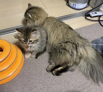 ひまわり 様のお迎えした子猫