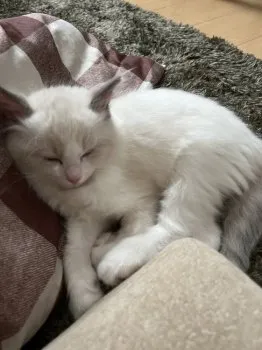 86 様のお迎えした子猫