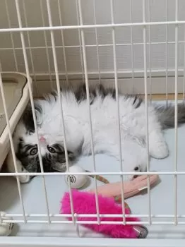 ジャスミン 様のお迎えした子猫