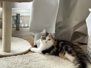 S.S 様のお迎えした子猫