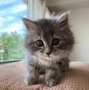 T.I 様のお迎えした子猫