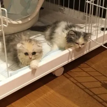 ニニキキ 様のお迎えした子猫