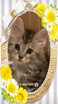 ・＊キョンファ＊・ 様のお迎えした子猫