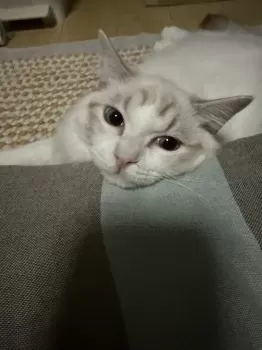 珠丸（ジュマ） 様のお迎えした子猫