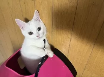 A 様のお迎えした子猫