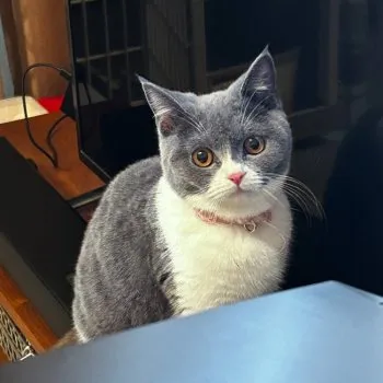 とろろ 様のお迎えした子猫