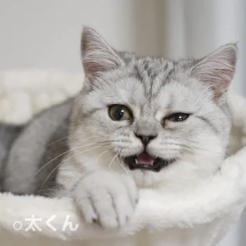 ⚪︎太くん 様のお迎えした子猫
