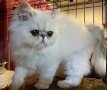 銀次郎 様のお迎えした子猫