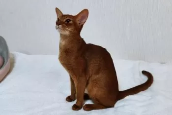 M.S 様のお迎えした子猫