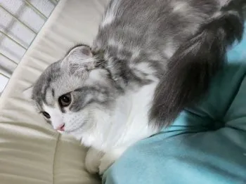 K.K 様のお迎えした子猫
