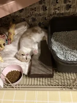 ぷりん 様のお迎えした子猫