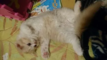 jaiko 様のお迎えした子猫