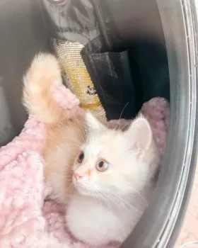 ぷす 様のお迎えした子猫