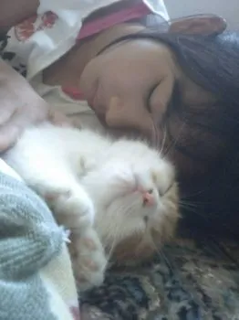 ゆつにゃん 様のお迎えした子猫
