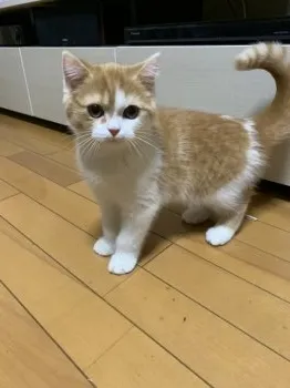 アイルトン 様のお迎えした子猫