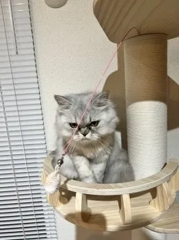 N・T 様のお迎えした子猫