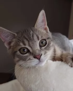 H.A 様のお迎えした子猫