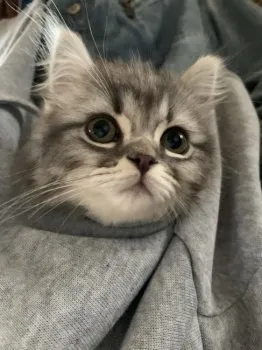 りんころ 様のお迎えした子猫