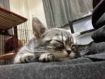 さな 様のお迎えした子猫